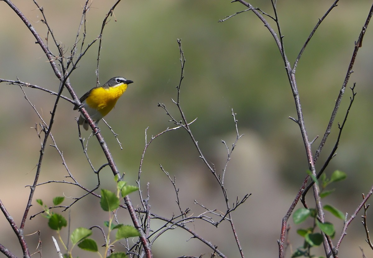 Yellow-breasted Chat - ML620938203