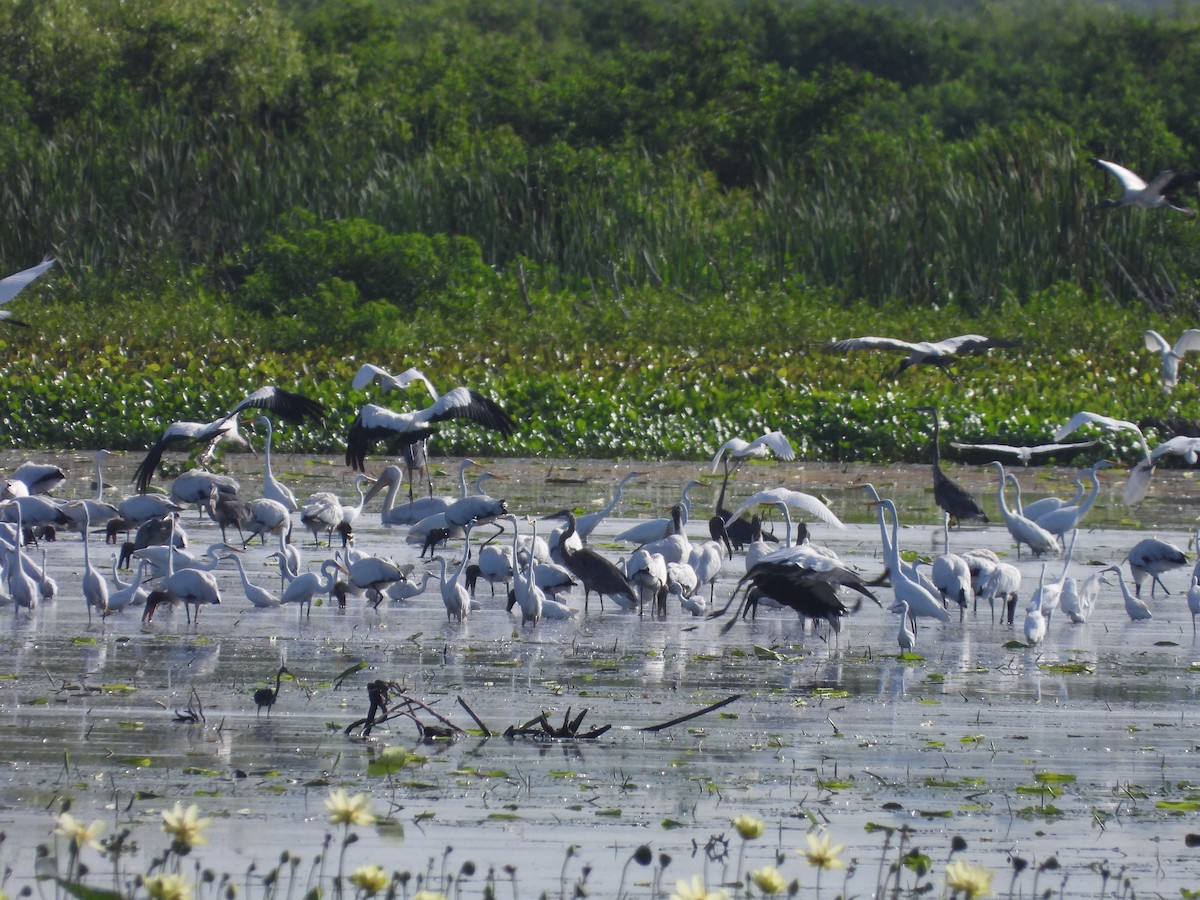 Snowy Egret - ML620938211