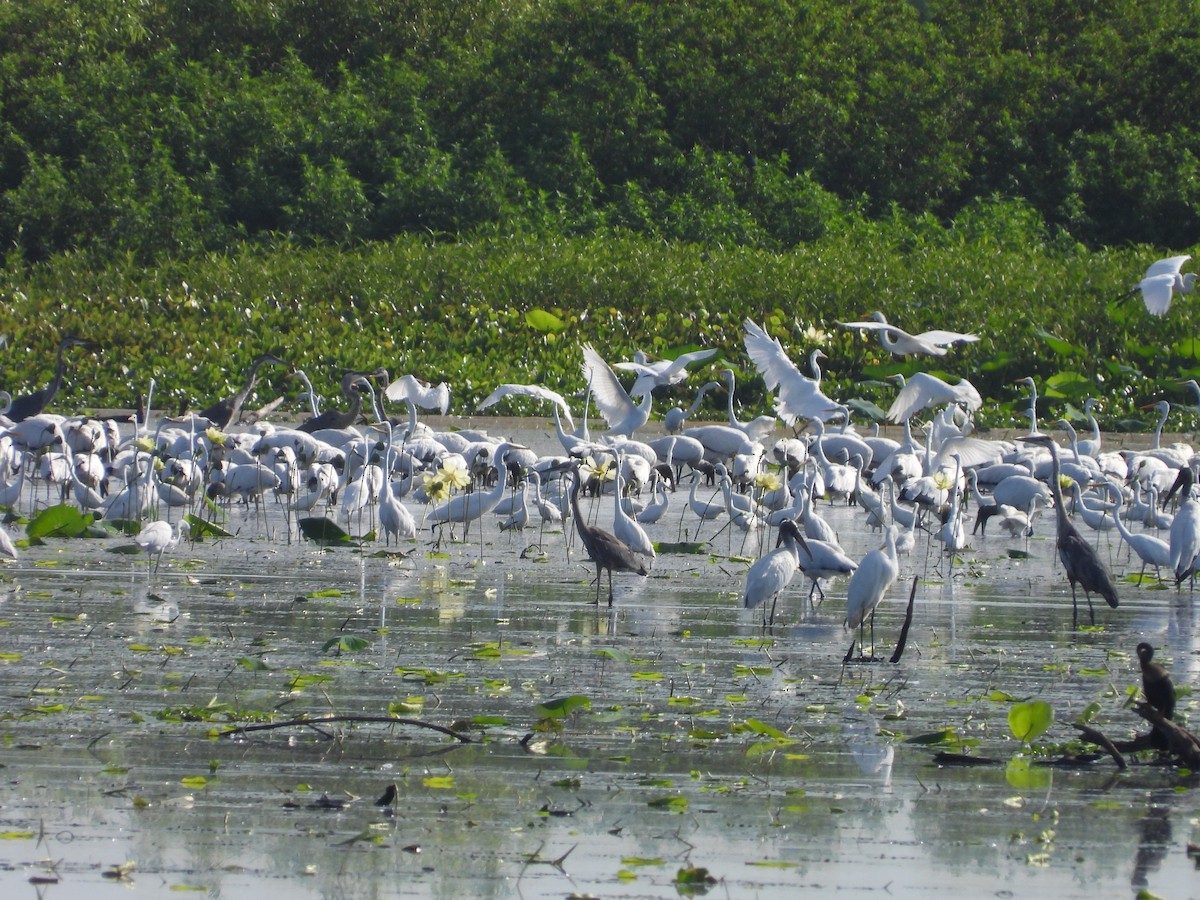 Snowy Egret - ML620938212