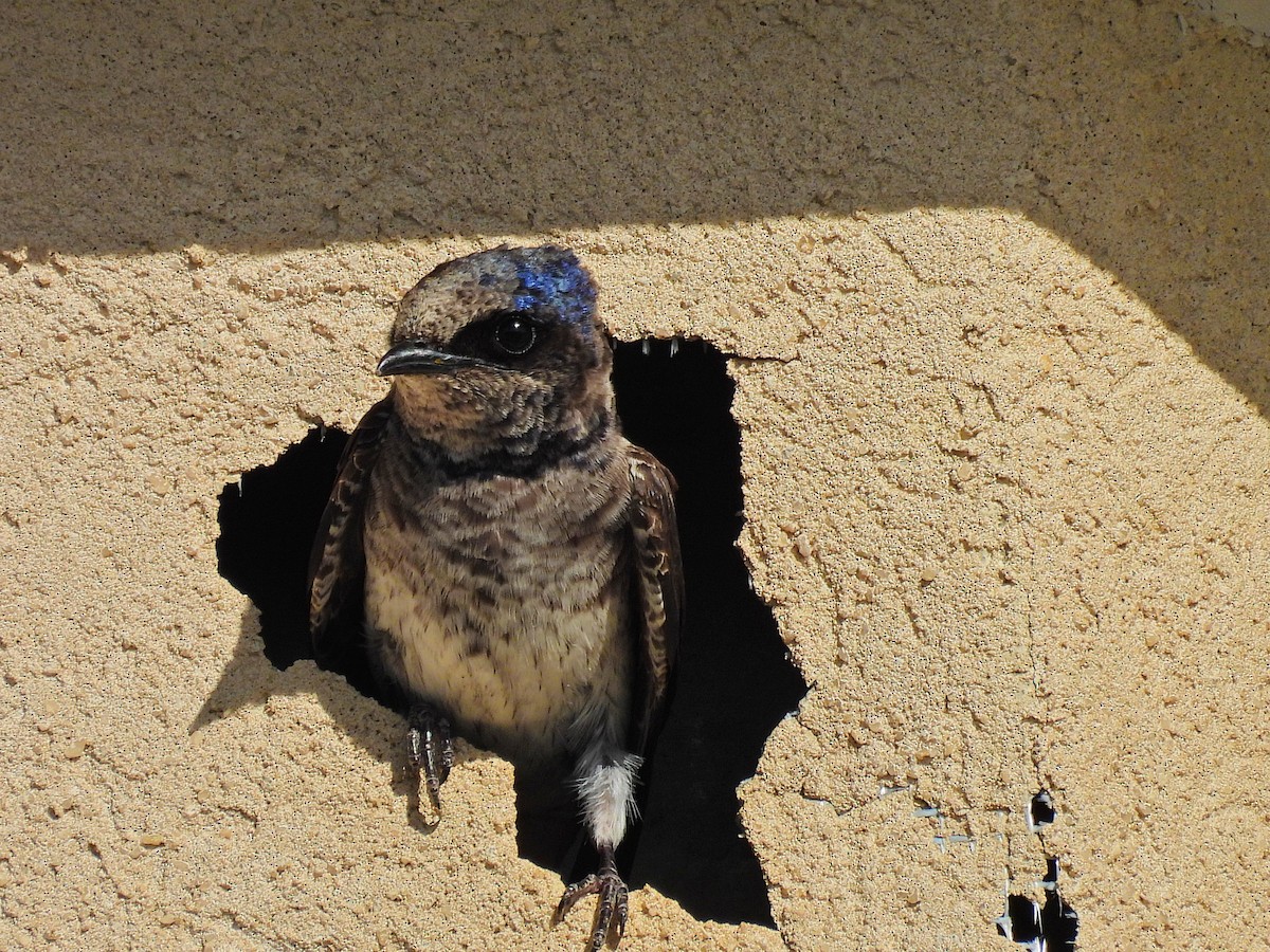 Purple Martin - ML620938213