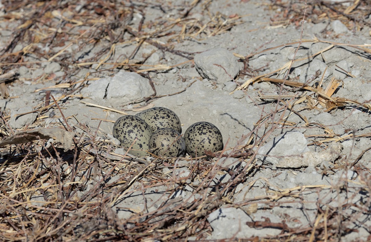 Avoceta Americana - ML620938228