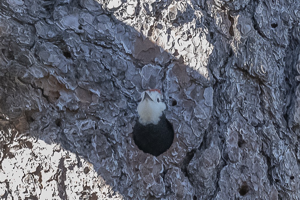 White-headed Woodpecker - ML620938238