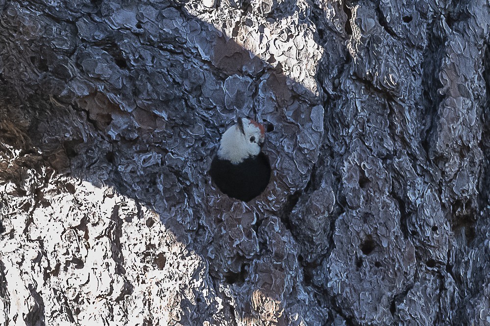 White-headed Woodpecker - ML620938239