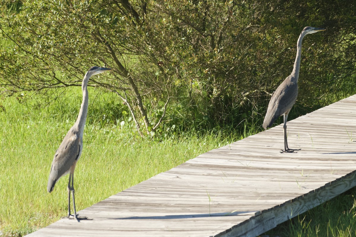 Great Blue Heron - ML620938244