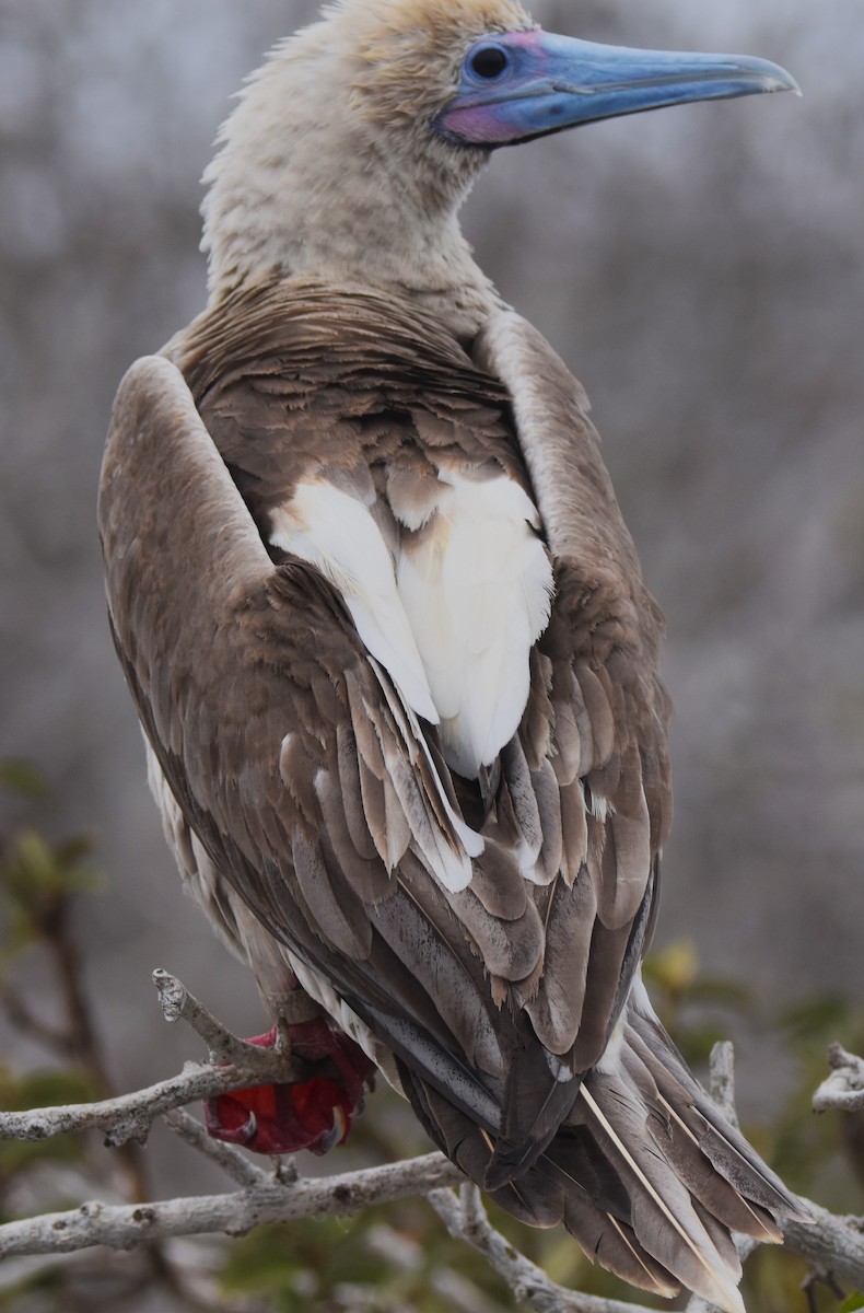 Red-footed Booby - ML620938247