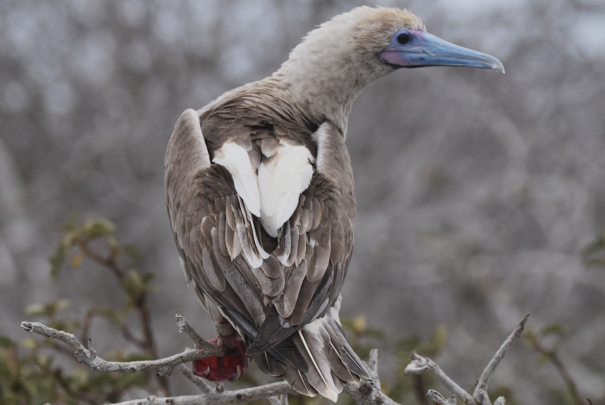 Red-footed Booby - ML620938248