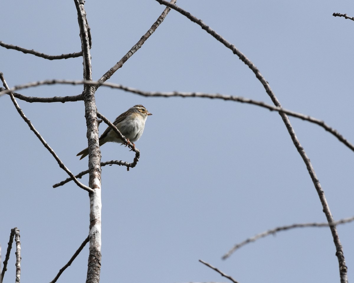 Clay-colored Sparrow - ML620938272