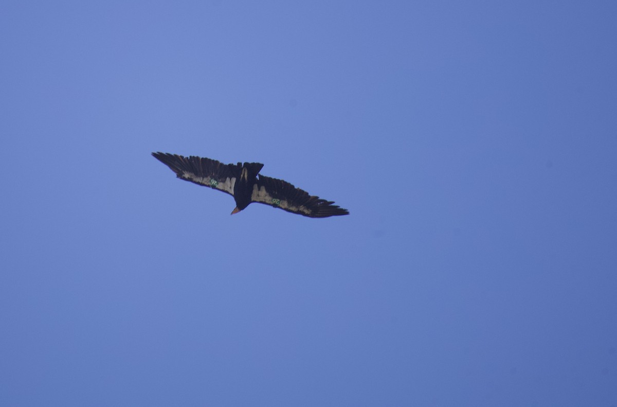 Condor de Californie - ML620938287
