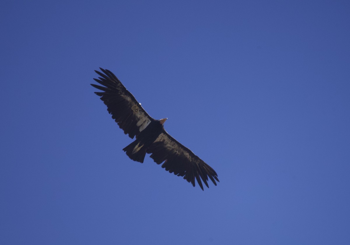 Condor de Californie - ML620938288