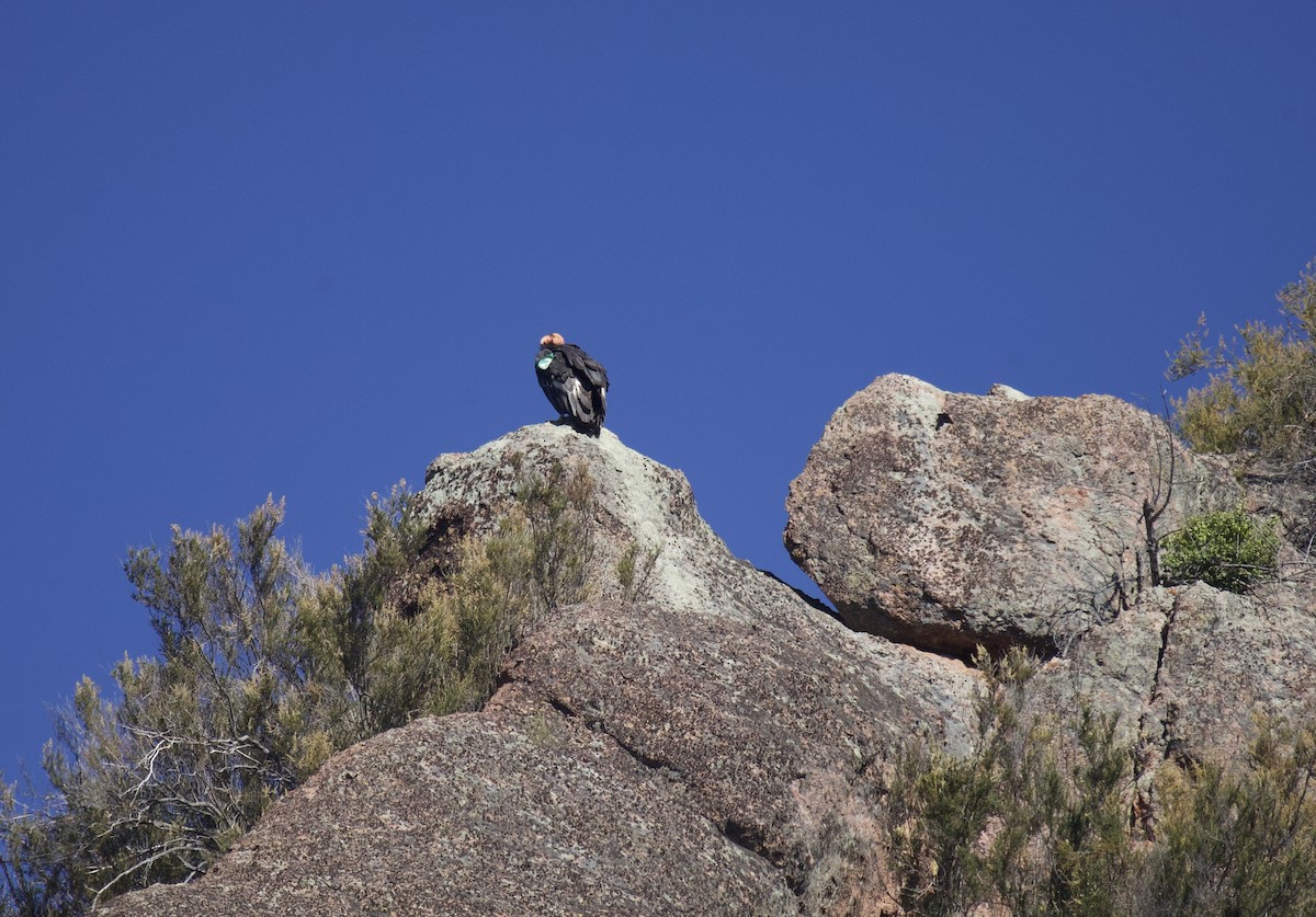 California Condor - ML620938289