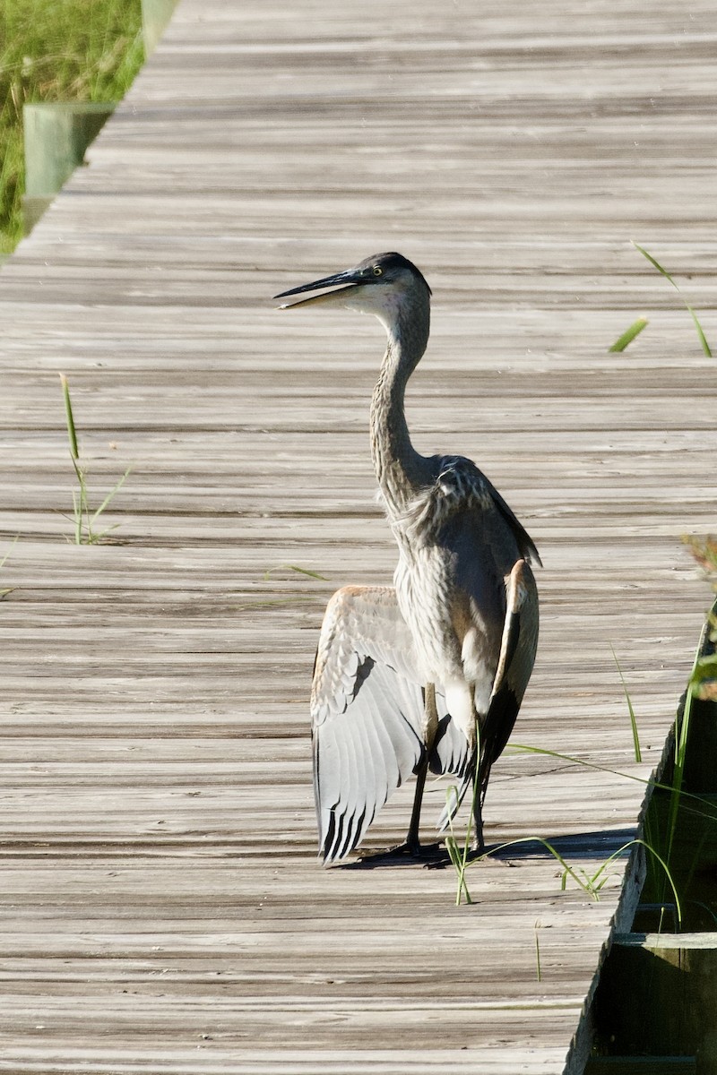 Great Blue Heron - ML620938296