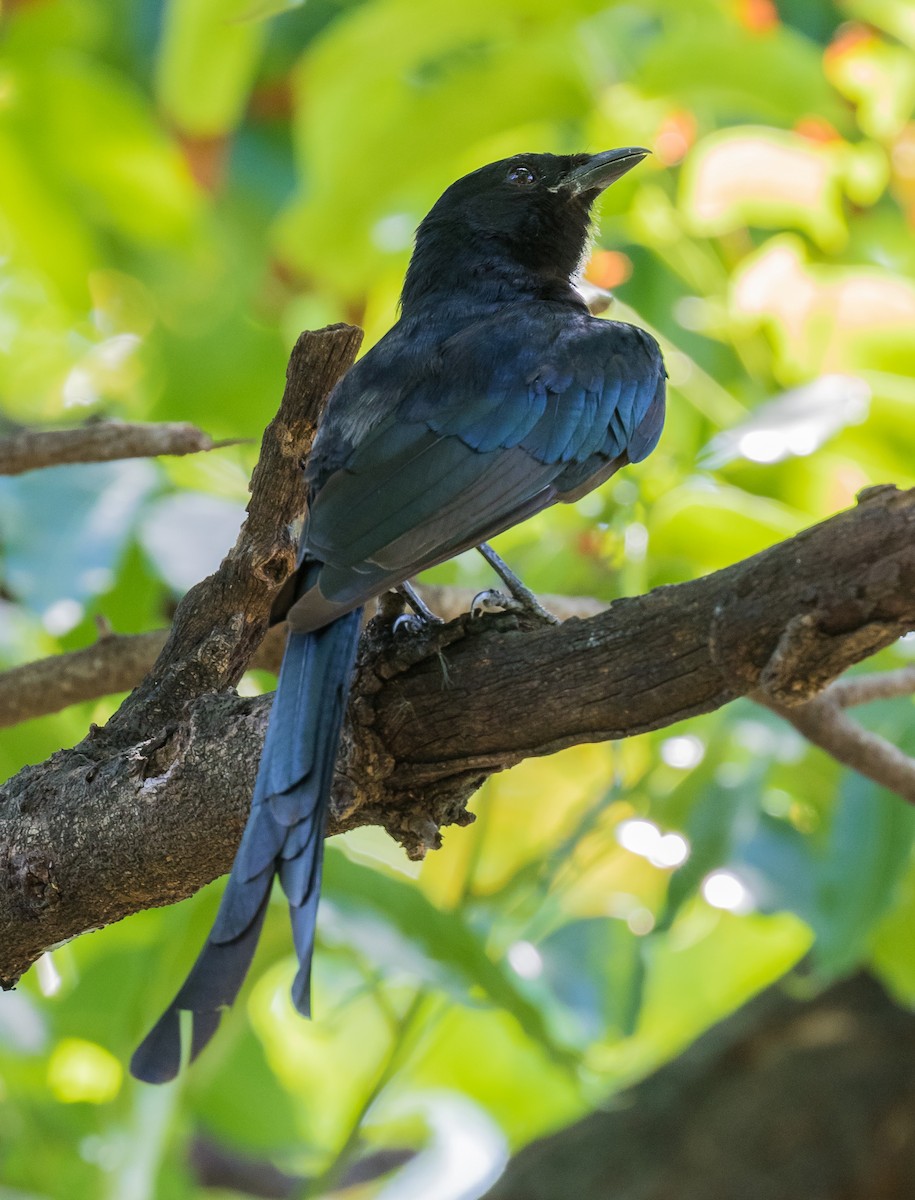 Black Drongo - ML620938298