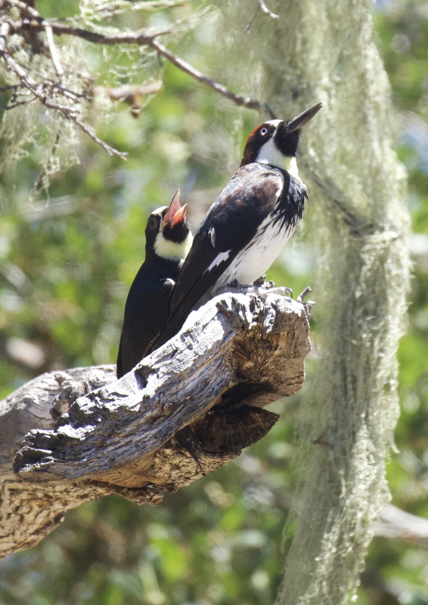Acorn Woodpecker - ML620938305