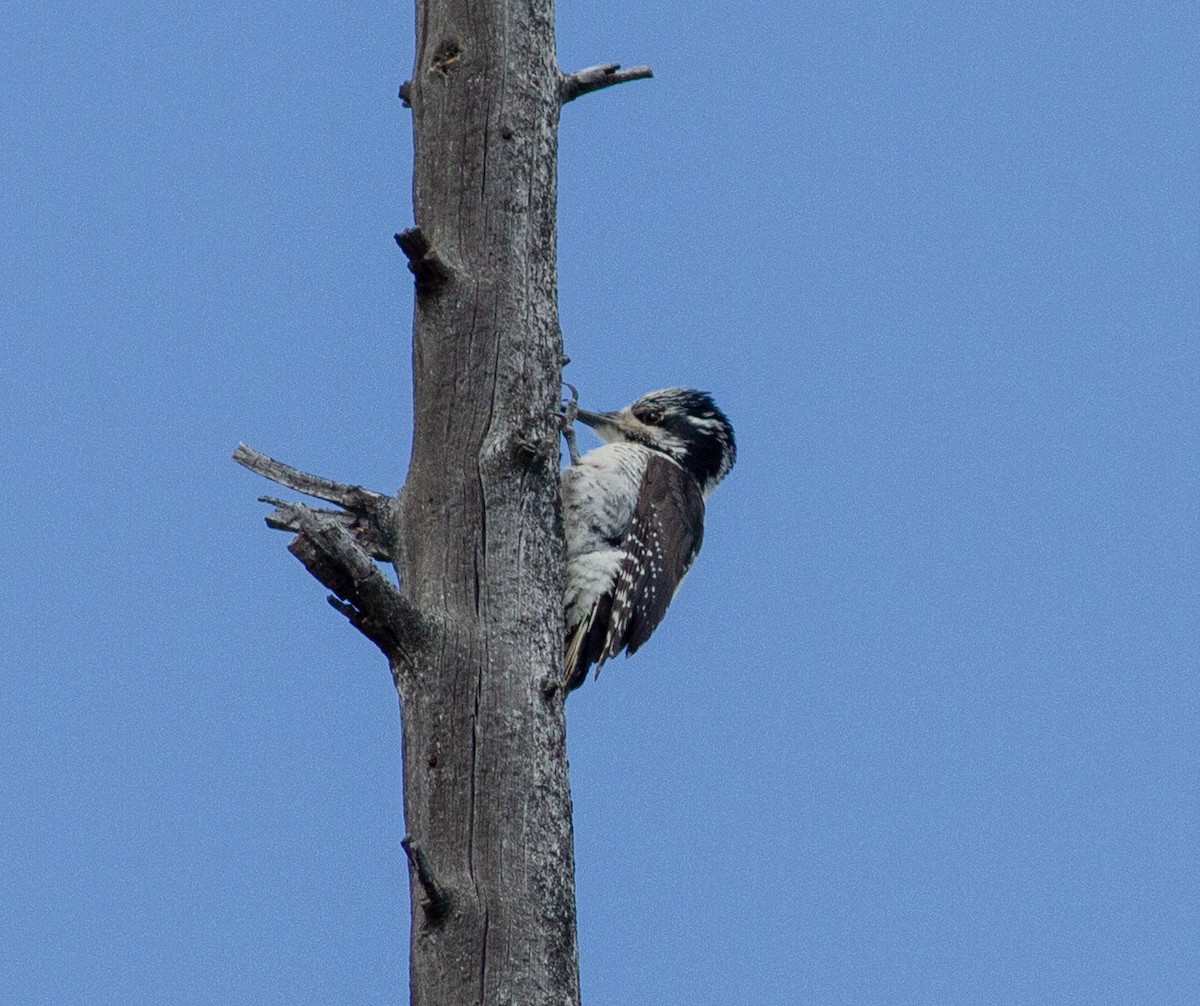 American Three-toed Woodpecker - ML620938308