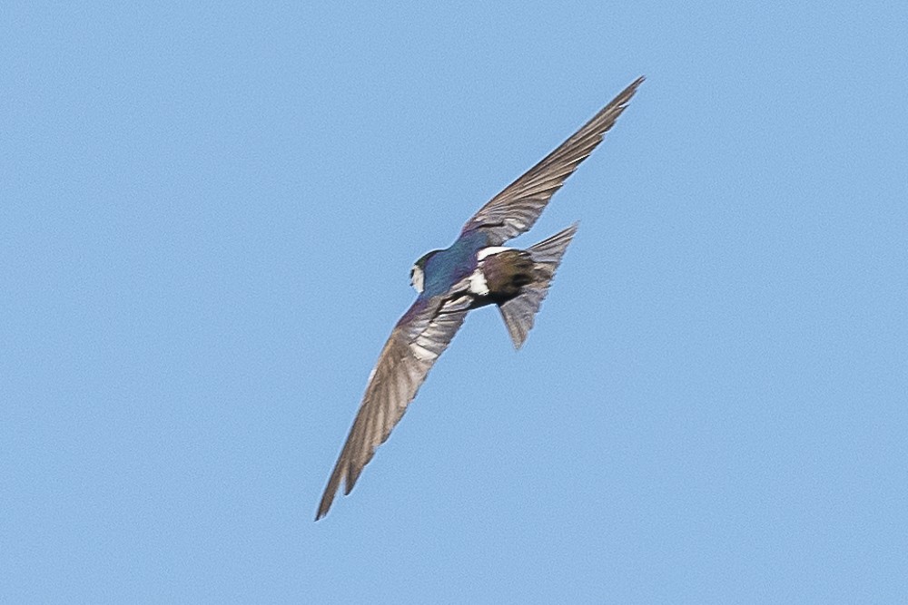 Violet-green Swallow - ML620938326