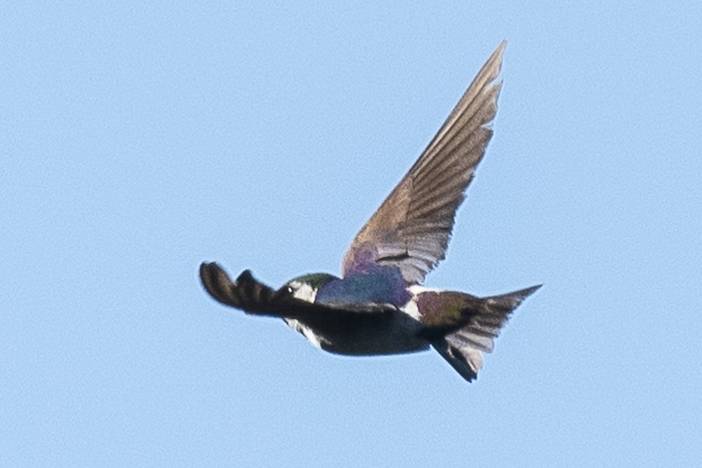 Violet-green Swallow - ML620938328
