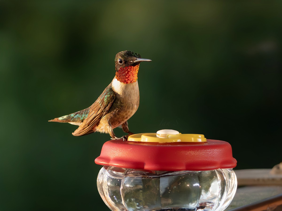Ruby-throated Hummingbird - ML620938335