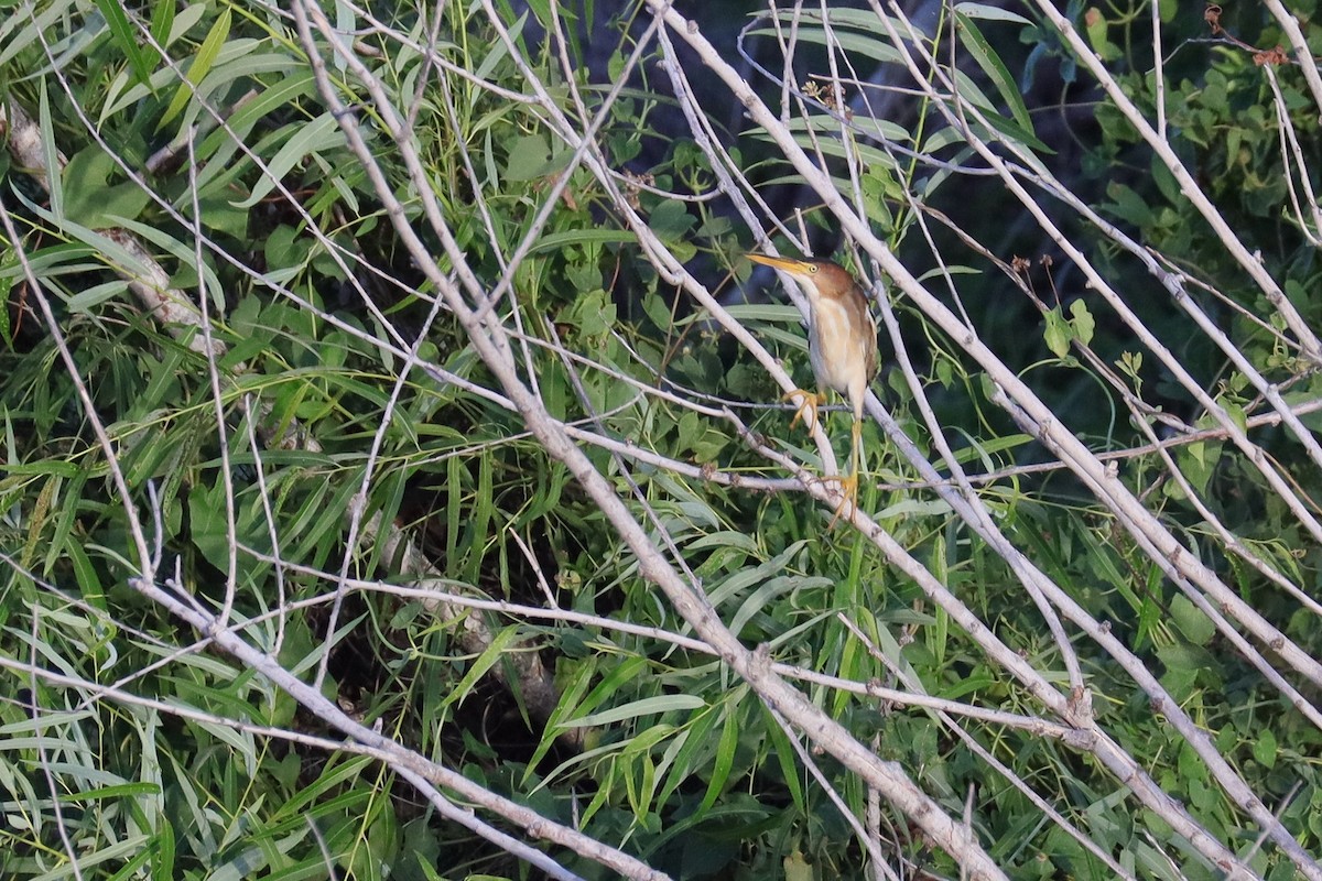 Least Bittern - ML620938350