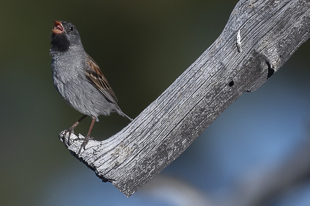 Black-chinned Sparrow - ML620938351