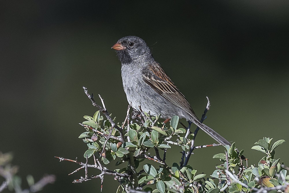 Black-chinned Sparrow - ML620938352