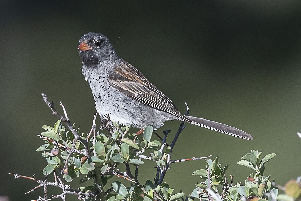 Black-chinned Sparrow - ML620938356