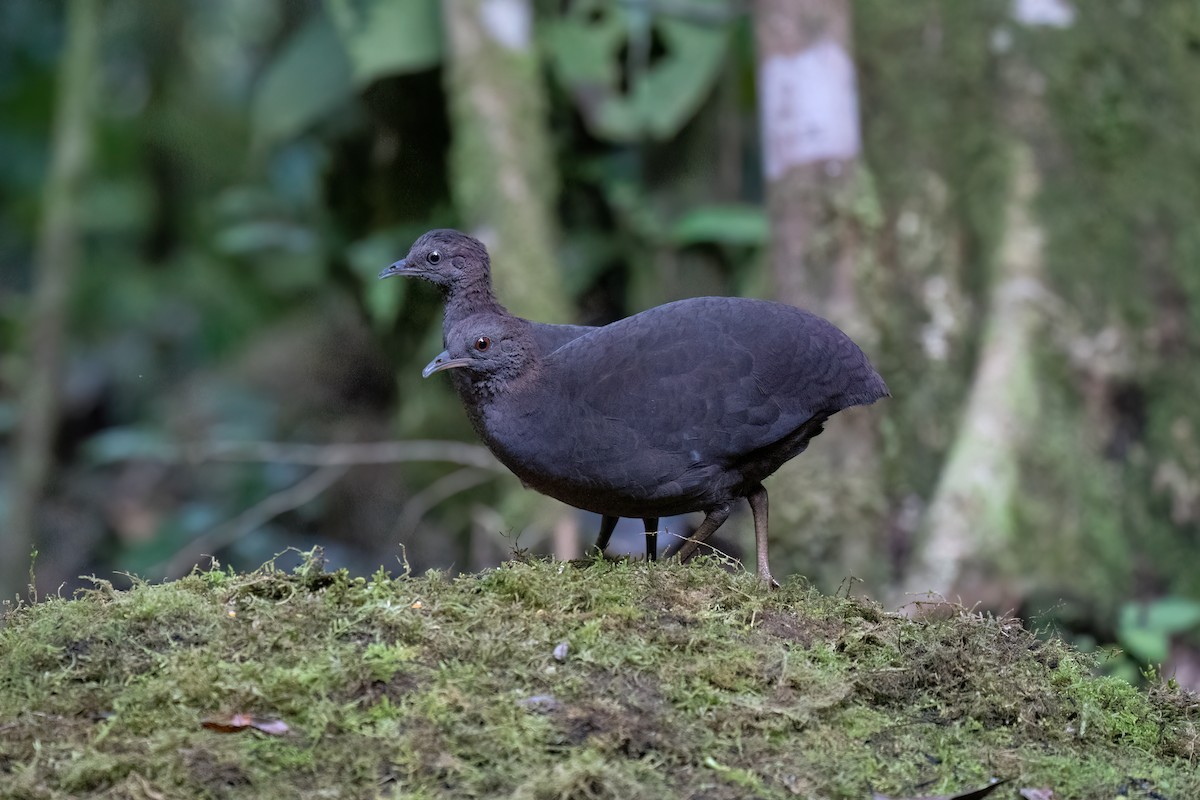 Cinereous Tinamou - ML620938360