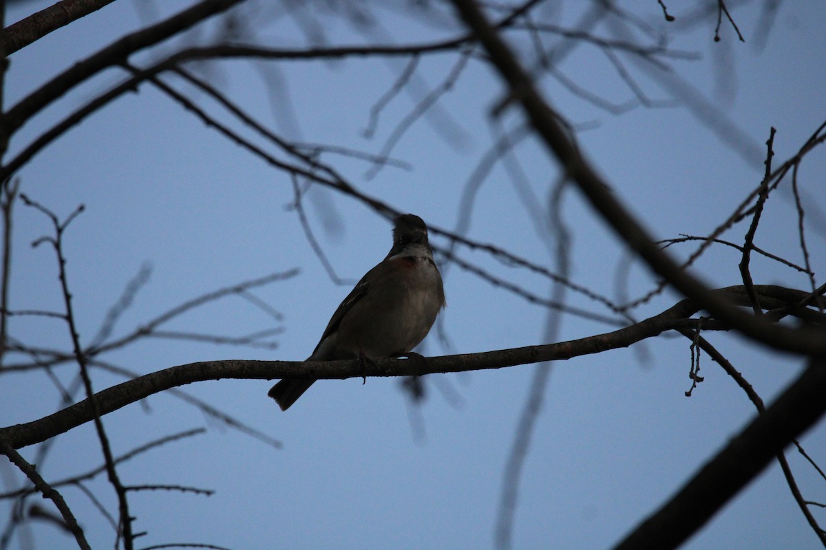 Rufous-collared Sparrow - ML620938389