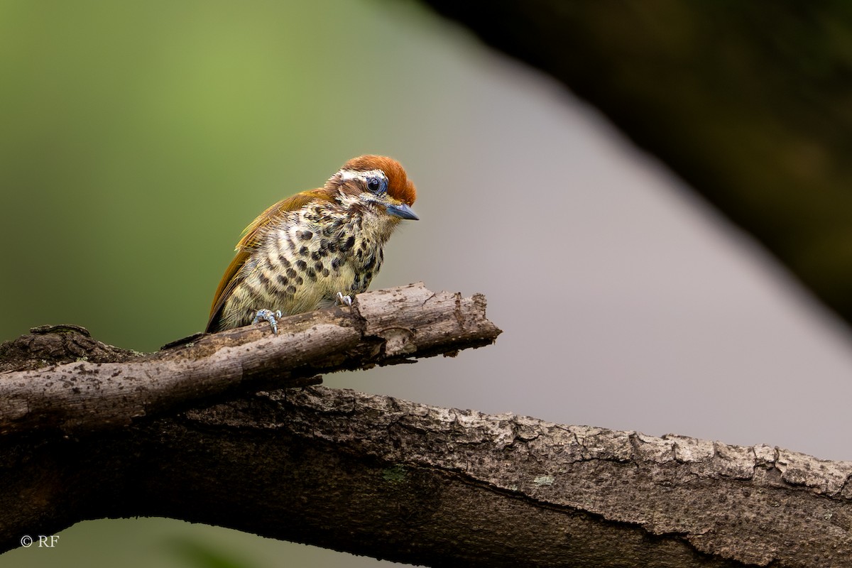 Speckled Piculet - ML620938399