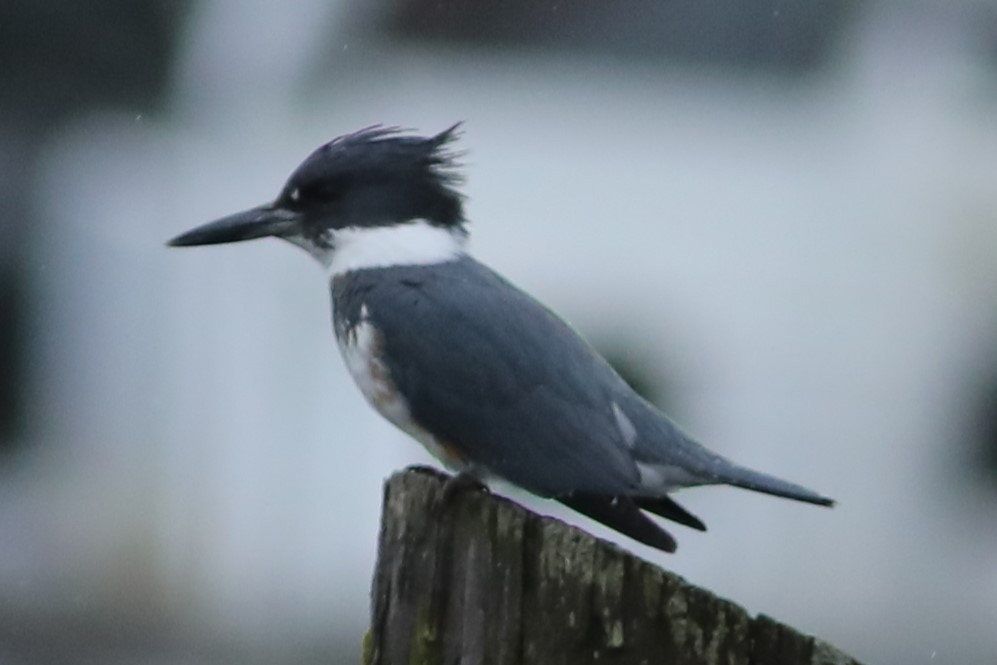 Belted Kingfisher - ML620938401