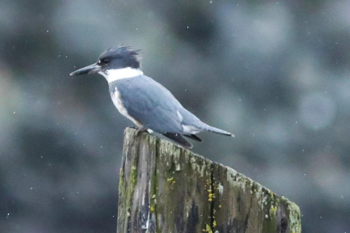 Belted Kingfisher - ML620938402