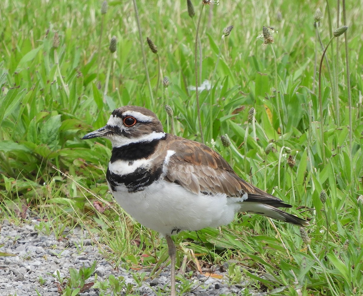 Killdeer - Deena Errampalli