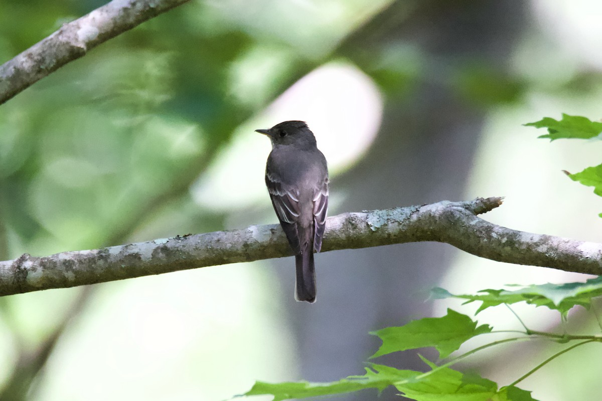 モリタイランチョウ - ML620938423