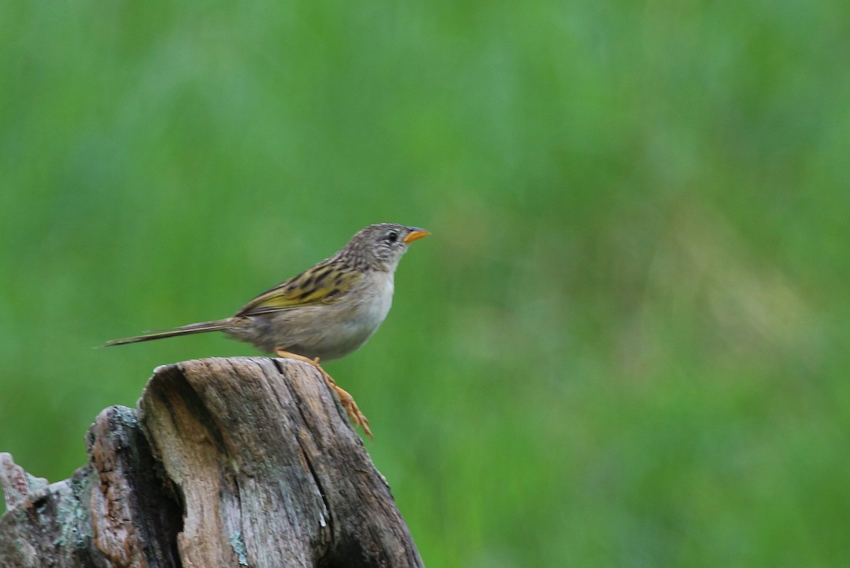 Wedge-tailed Grass-Finch - ML620938434