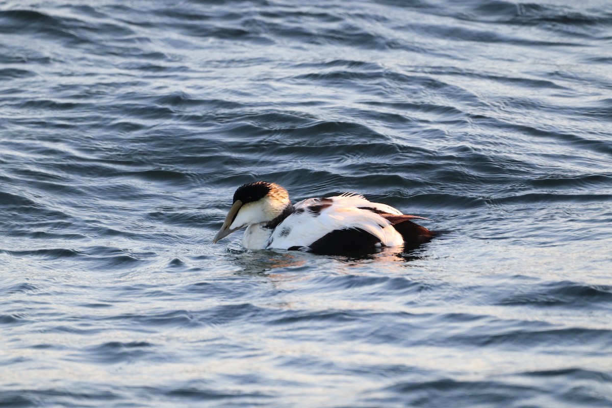 Common Eider - ML620938446