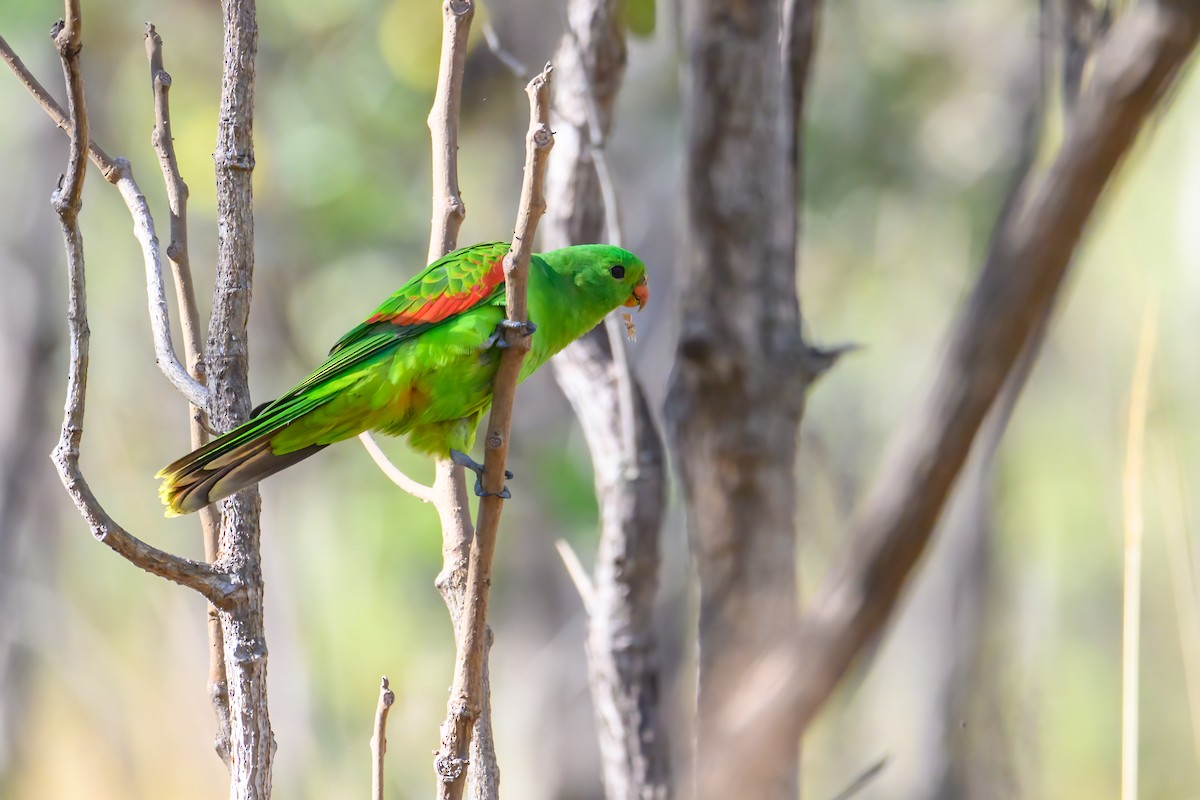 Red-winged Parrot - ML620938448