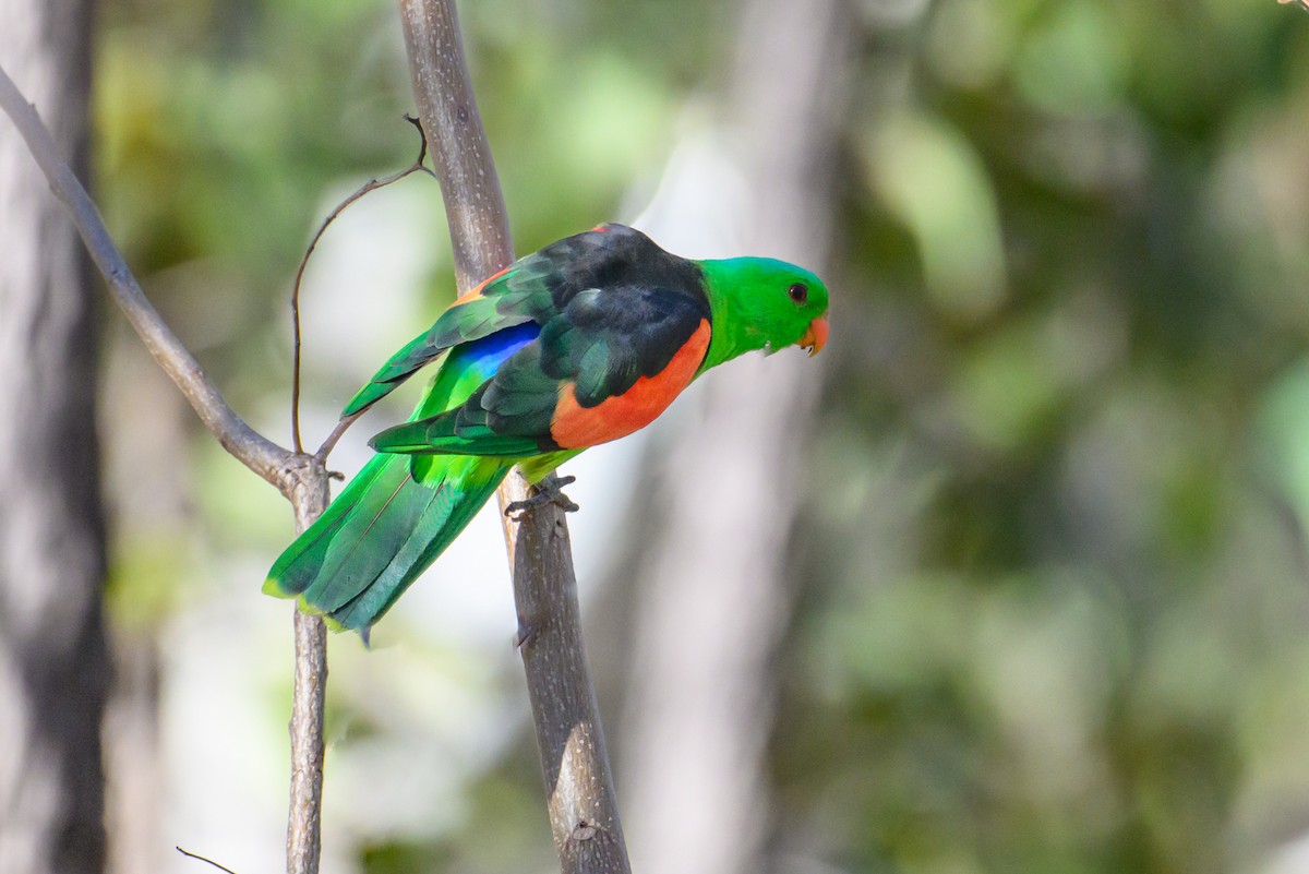 Red-winged Parrot - ML620938450