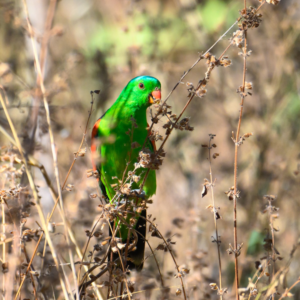 Red-winged Parrot - ML620938451