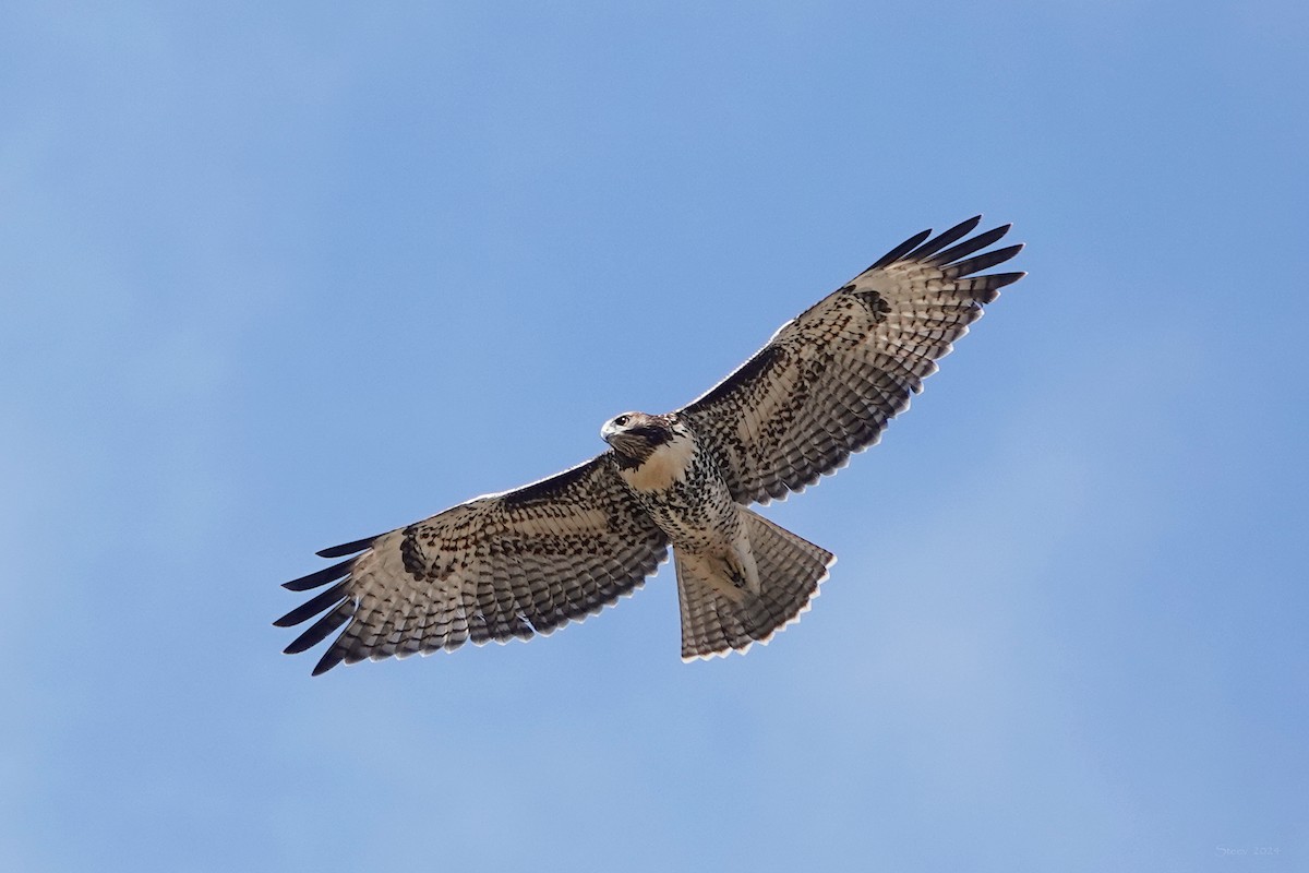Red-tailed Hawk - ML620938452