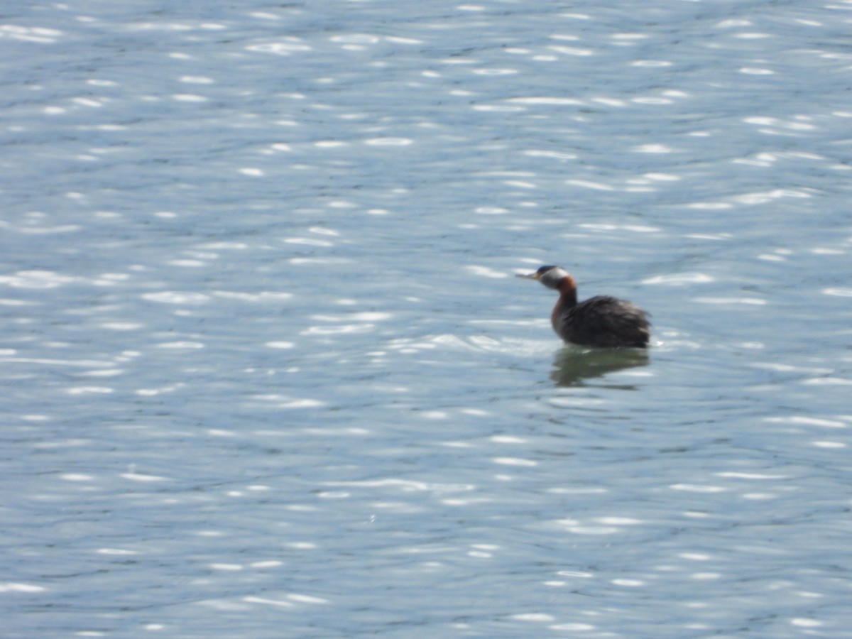 Red-necked Grebe - ML620938462