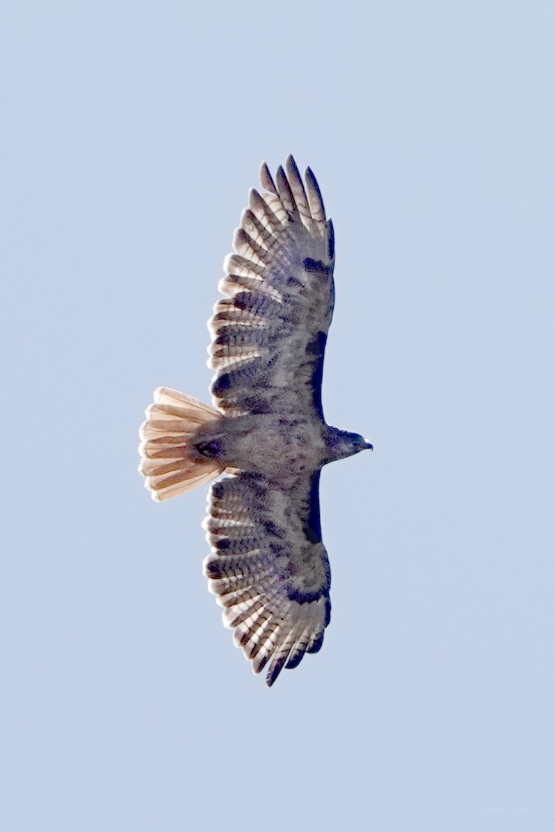 Red-tailed Hawk - ML620938470