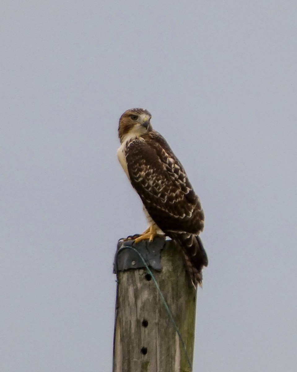 Red-tailed Hawk - ML620938476