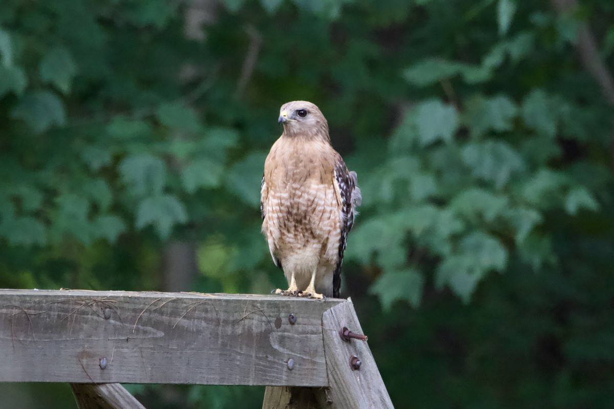 カタアカノスリ - ML620938479