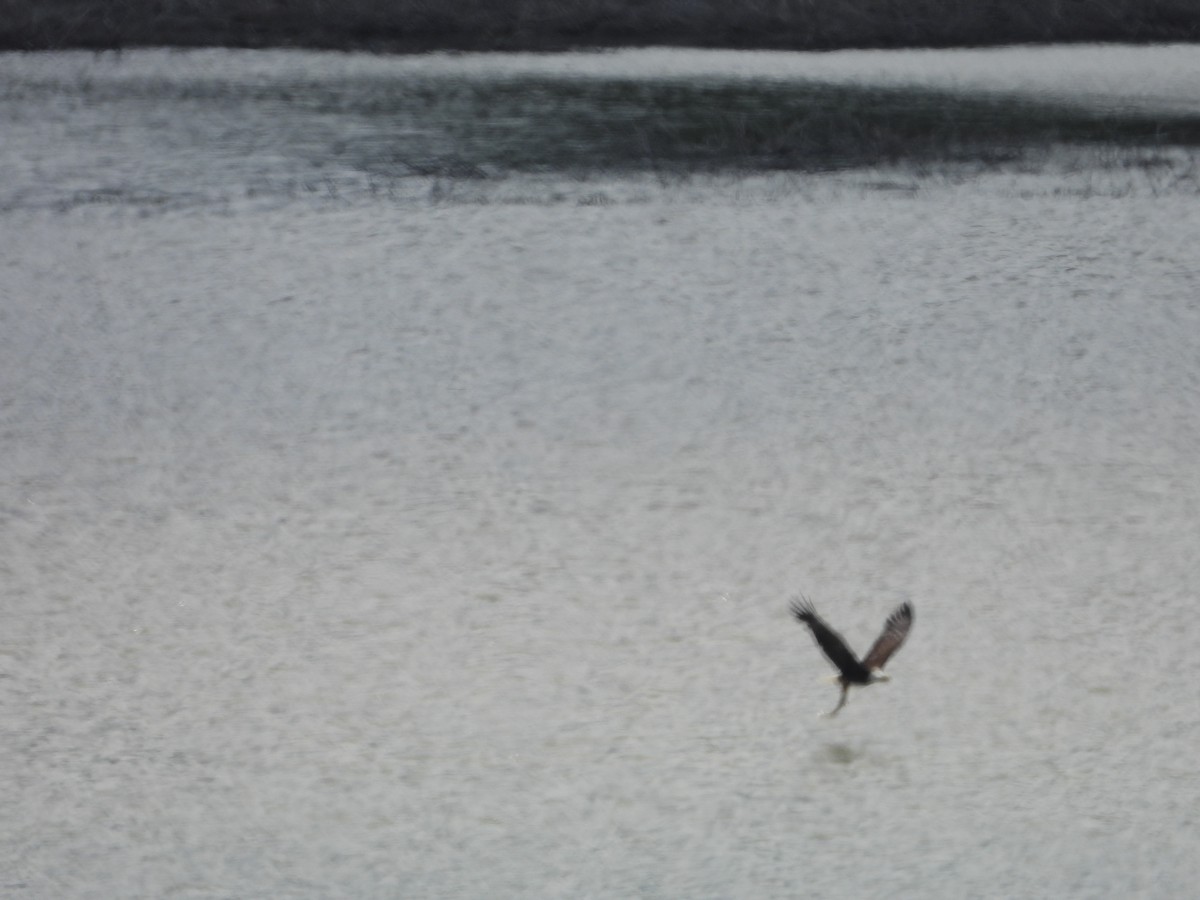 Bald Eagle - Chantal Côté