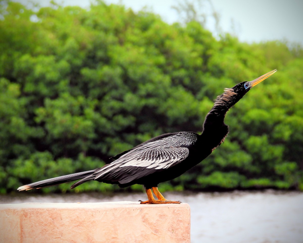 Anhinga d'Amérique - ML620938487