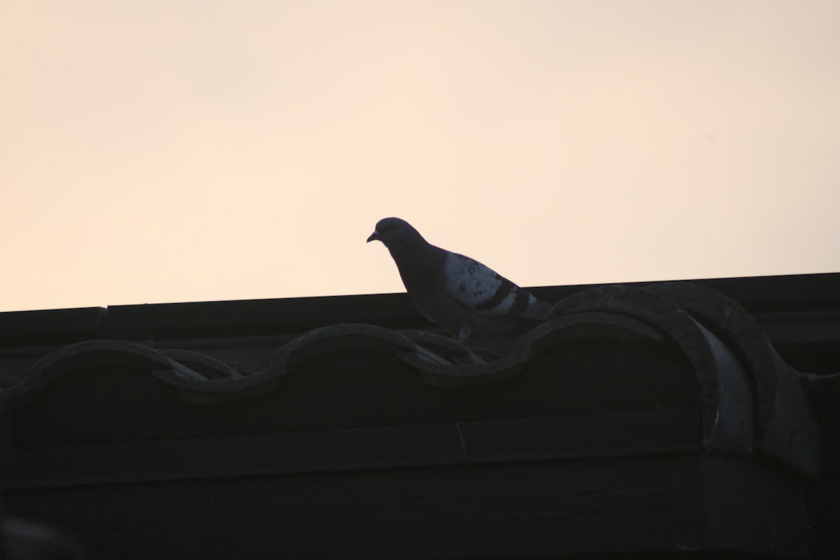 Сизый голубь (Одомашненного типа) - ML620938490