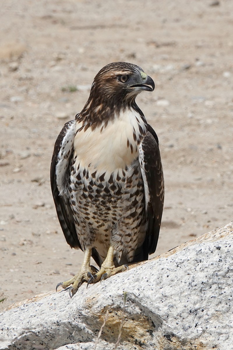 Red-tailed Hawk - ML620938492
