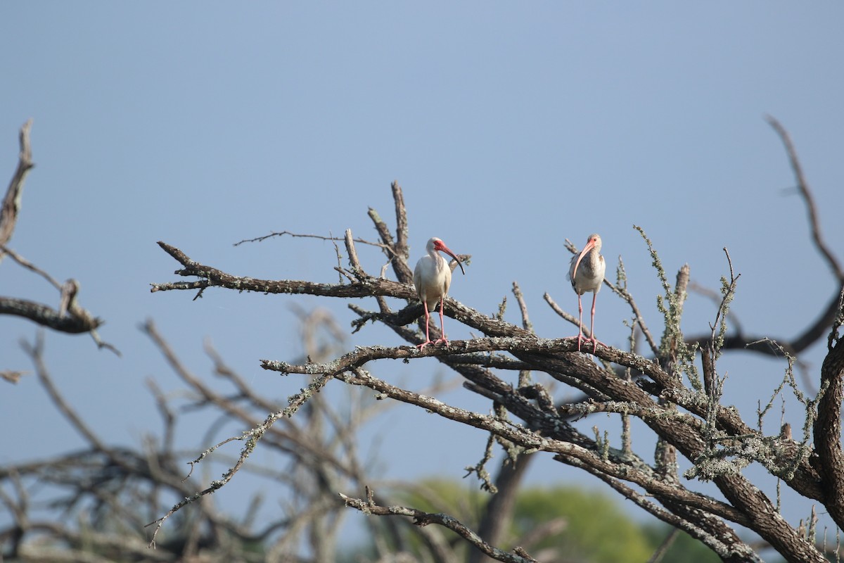 White Ibis - ML620938497