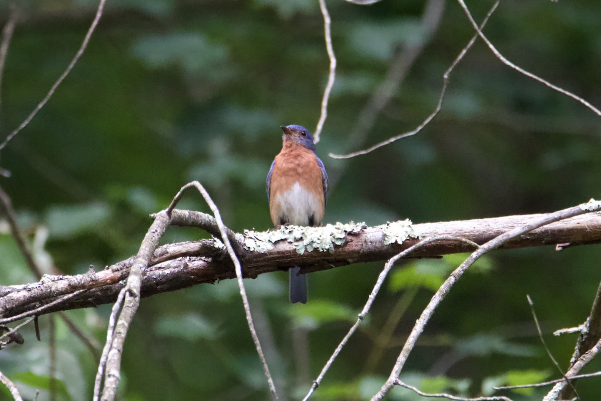 ルリツグミ - ML620938501