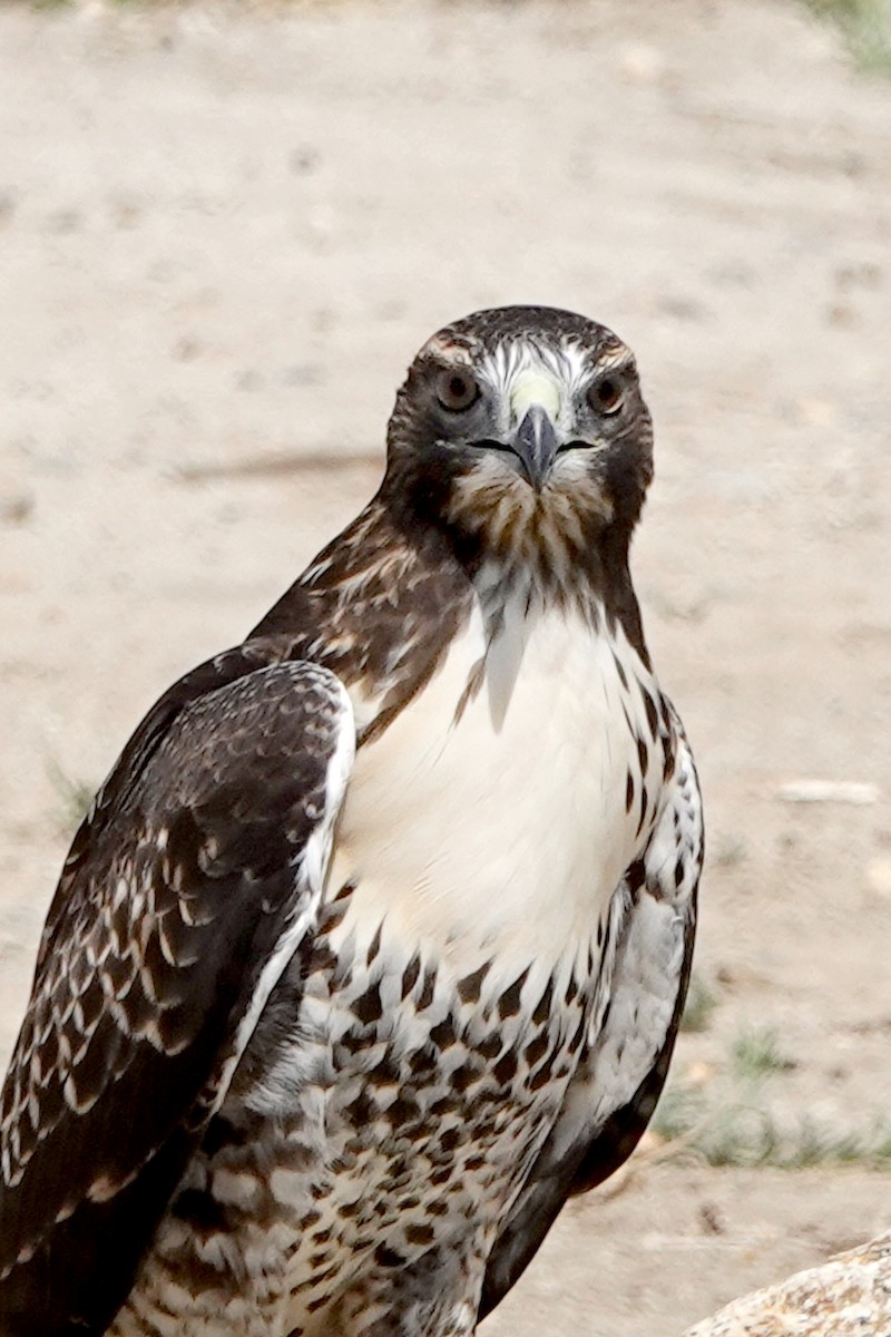 Red-tailed Hawk - ML620938526