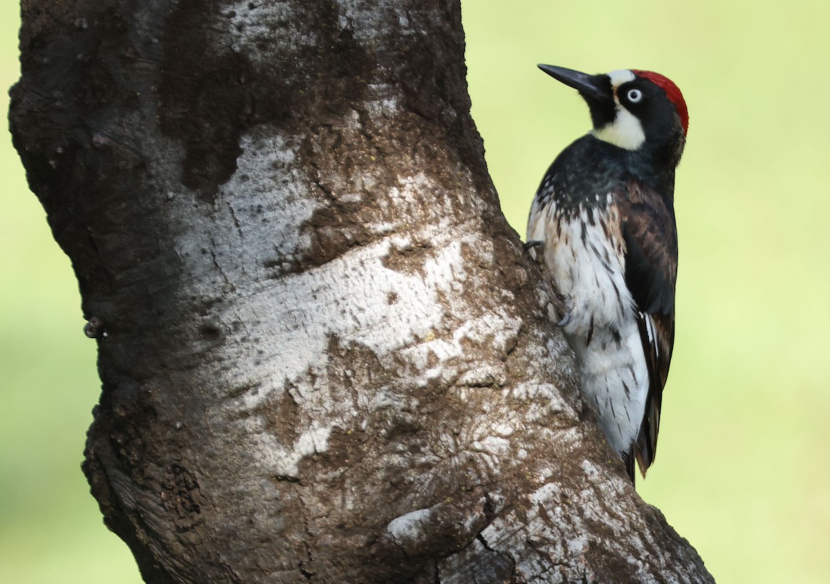 Acorn Woodpecker - ML620938530